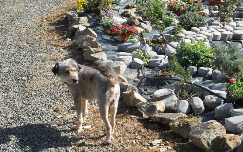 Pets welcome Pets welcome